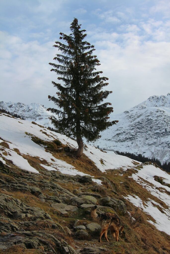 miel de sapin