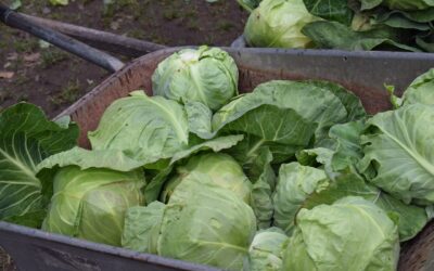 Cuisinez un chou-fleur tendre à la vapeur avec votre Cookeo : temps de cuisson parfait