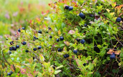 Recette De Smoothies Aux Bleuets