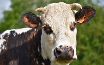 Apaisez votre eczÃ©ma en Ã©vitant le lait de vache : conseils et alternatives