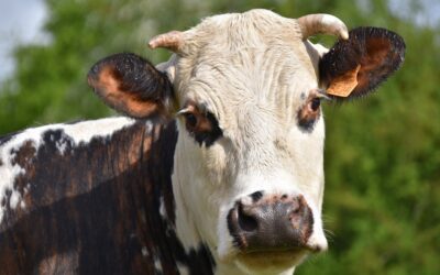 Apaisez votre eczéma en évitant le lait de vache : conseils et alternatives